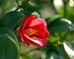 Tapeta Nature Flowers 159.jpg